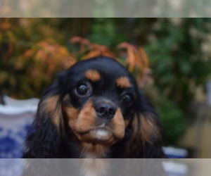 Cavalier King Charles Spaniel Puppy for sale in FOLSOM, CA, USA