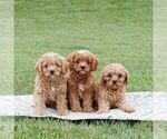 Small Photo #3 Cavapoo Puppy For Sale in NARVON, PA, USA