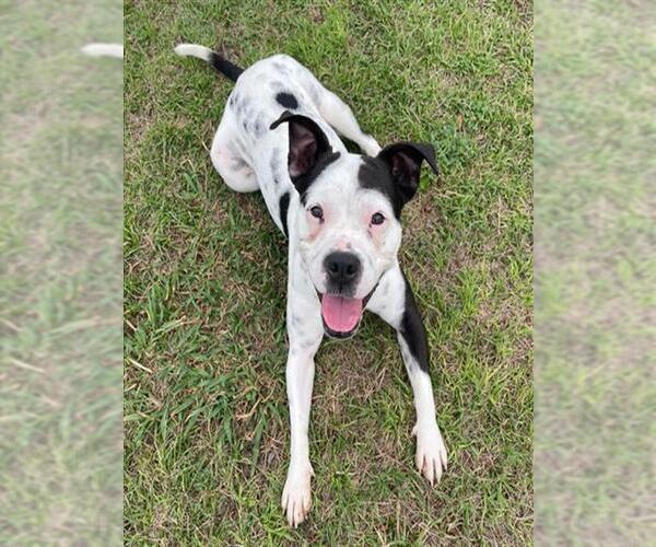 Medium Photo #1 American Bulldog-Unknown Mix Puppy For Sale in Conroe, TX, USA