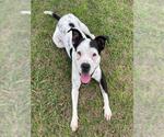 DIXIE - Female American Bulldog-Unknown Mix Dog for Adoption - Small photo