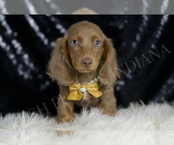 Medium Photo #1 Dachshund Puppy For Sale in WARSAW, IN, USA