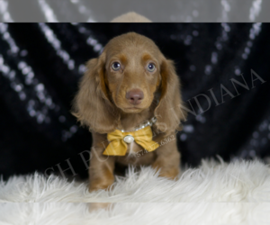 Medium Dachshund