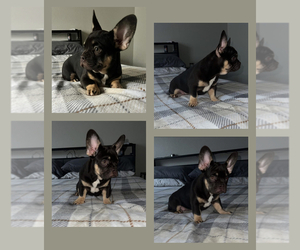 French Bulldog Puppy for sale in TUKWILA, WA, USA