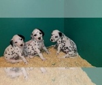 Small Photo #10 Dalmatian Puppy For Sale in DUVALL, WA, USA