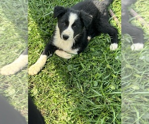 Border Collie Puppy for Sale in BERRIEN SPRINGS, Michigan USA