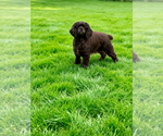 Small #1 Cocker Spaniel-Sheepadoodle Mix