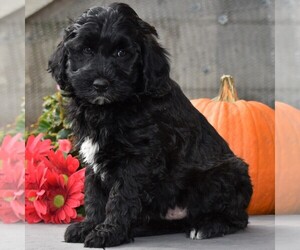 Poodle (Miniature)-Sheepadoodle Mix Puppy for sale in SUNBURY, PA, USA