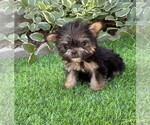Small #11 Morkie
