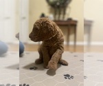 Small Photo #5 Labradoodle Puppy For Sale in JACKSONVILLE, FL, USA
