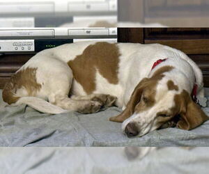 Basset Hound Dogs for adoption in Deepwater, NJ, USA