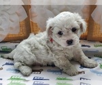 Small Photo #5 Cavachon Puppy For Sale in BLUE MOUND, TX, USA