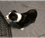Small #3 Miniature Australian Shepherd