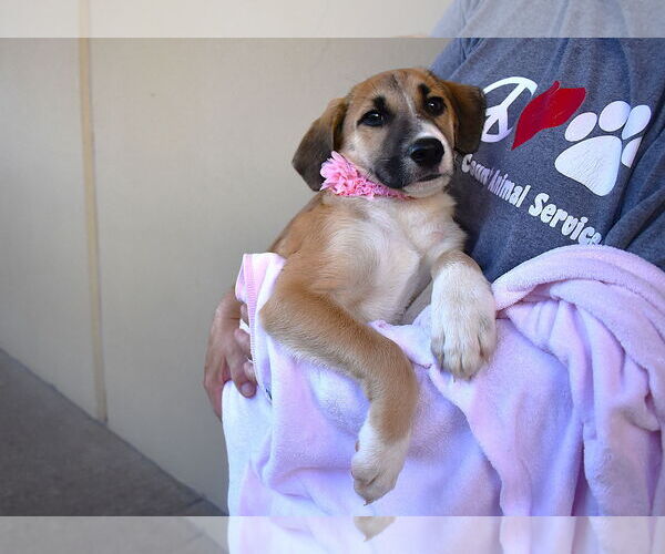 Medium Photo #1 Mutt Puppy For Sale in McKinney, TX, USA