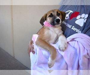 Mutt Dogs for adoption in McKinney, TX, USA