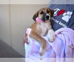 Small Mutt