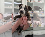 Small #10 Labrador Retriever-Plott Hound Mix