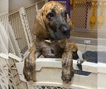 Small Photo #4 Great Dane Puppy For Sale in BURLESON, TX, USA