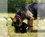 Puppy Puppy 5 German Shepherd Dog