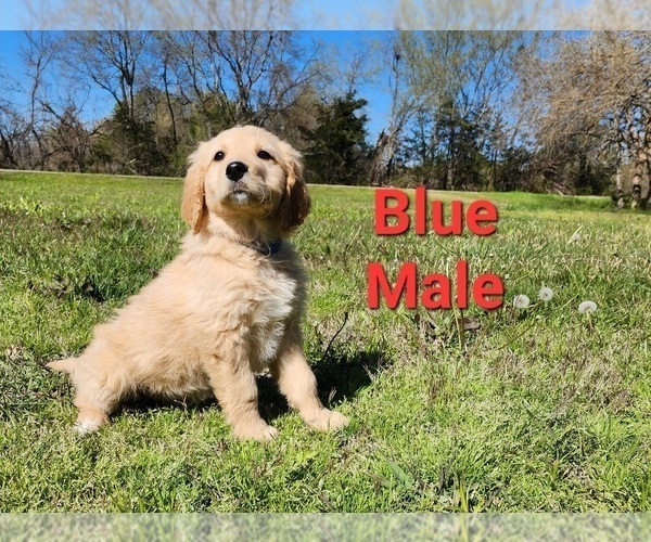 Medium Photo #13 Goldendoodle Puppy For Sale in CLARKSVILLE, TX, USA