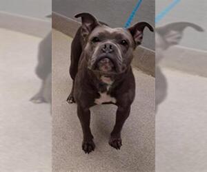 Mutt Dogs for adoption in Las Vegas, NV, USA