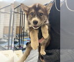 Small Mutt