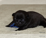 Puppy Larry Pug