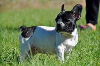 French Bulldog Puppy for sale in HASTINGS, FL, USA