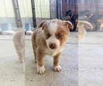 Small Labrador Retriever Mix