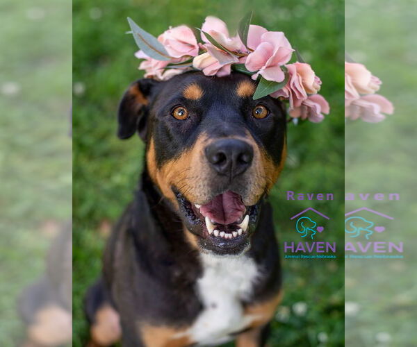 Medium Photo #3 Rottweiler-Unknown Mix Puppy For Sale in Omaha, NE, USA