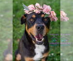 Small #2 Rottweiler Mix