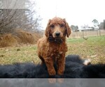 Small Photo #14 Poodle (Standard) Puppy For Sale in STOKESDALE, NC, USA