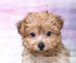 Small Photo #3 YorkiePoo Puppy For Sale in BEL AIR, MD, USA