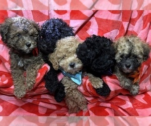 ShihPoo Puppy for Sale in SALEM, Oregon USA