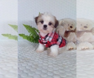 Shih Tzu Puppy for Sale in SUGARCREEK, Ohio USA