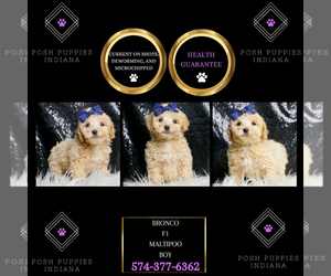 Maltipoo Puppy for sale in WARSAW, IN, USA