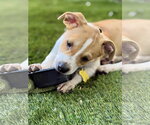 Small #1 American Pit Bull Terrier Mix