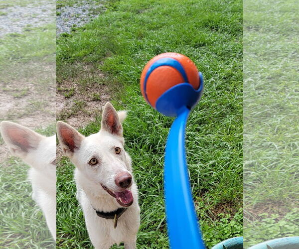 Medium Photo #1 German Shepherd Dog-Siberian Husky Mix Puppy For Sale in Valrico, FL, USA