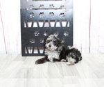 Small Photo #3 Aussie-Poo Puppy For Sale in MARIETTA, GA, USA