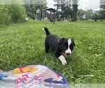 Small Photo #6 Border Collie Puppy For Sale in BERRIEN SPRINGS, MI, USA