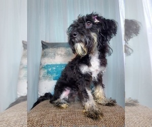 Miniature Bernedoodle Puppy for sale in GOSHEN, IN, USA