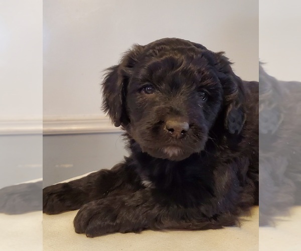 Medium Photo #23 Aussiedoodle Puppy For Sale in ATHENS TOWNSHIP, PA, USA