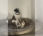 Small #1 American Pit Bull Terrier