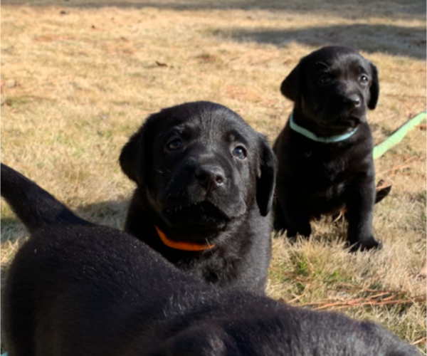 Medium Photo #2 Labrador Retriever Puppy For Sale in ATHENS, GA, USA