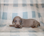 Small #4 Weimaraner