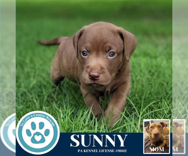 Medium Photo #3 American Pit Bull Terrier-Labrador Retriever Mix Puppy For Sale in Kimberton, PA, USA