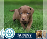 Small #2 American Pit Bull Terrier-Labrador Retriever Mix