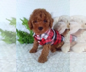 Cavalier King Charles Spaniel-Poodle (Toy) Mix Puppy for Sale in SUGARCREEK, Ohio USA
