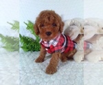 Image preview for Ad Listing. Nickname: Litter of 6