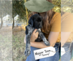 Small Photo #6 Pointer Puppy For Sale in SACRAMENTO, CA, USA