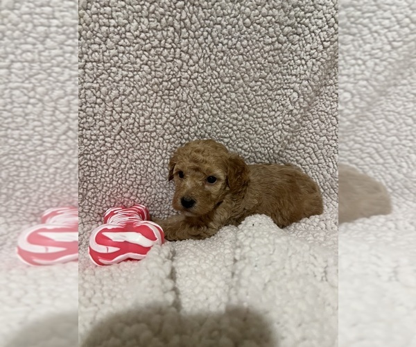 Medium Photo #4 Goldendoodle (Miniature) Puppy For Sale in CONVOY, OH, USA